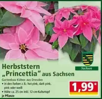 Norma Herbststern „princettia” Aus Sachsen Angebot