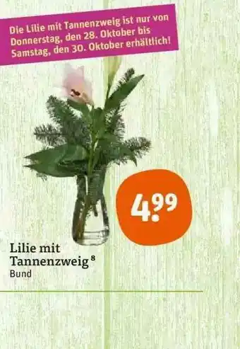 tegut Lilie Mit Tannenzweig Angebot