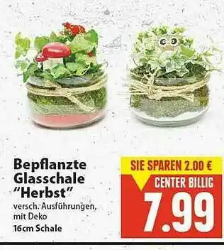 E-Center Bepflanzte Glasschale Angebot