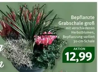 Feneberg Bepflanzte Grabschale Groß Angebot