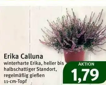 Feneberg Erika Calluna Angebot