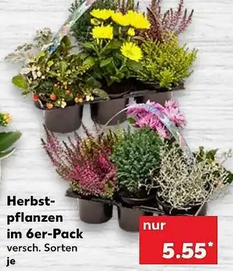 Kaufland Herbstpflanzen Im 6er-pack Angebot