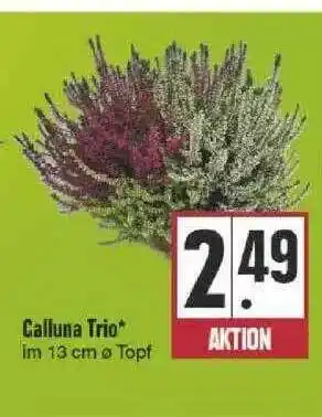 Edeka Calluna Trio Angebot