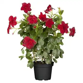 Bauhaus Piardino Dipladenia (Dipladenia sanderi, Topfgröße: 17 cm, Rot) Angebot