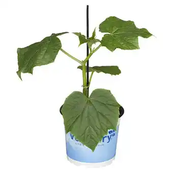 Bauhaus Piardino Schlangengurke Bio (Cucumis sativus 'Melva' F1, 12 cm, Erntezeit: August) Angebot