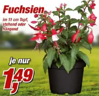 Posten Börse Fuchsien Angebot