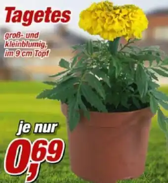 Posten Börse Tagetes Angebot