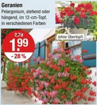 V Markt Geranien Angebot