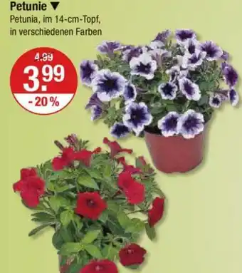 V Markt Petunie Angebot