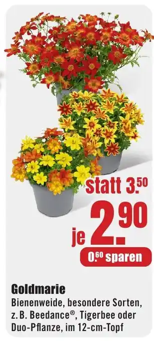 B1 Discount Baumarkt Goldmarie Angebot