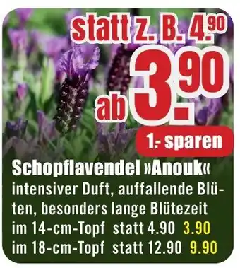 B1 Discount Baumarkt Schopflavendel >>Anouk<< Angebot