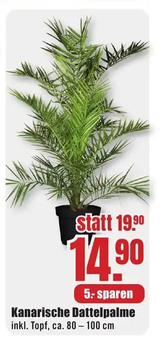 B1 Discount Baumarkt Kanarische Dattelpalme inkl. Topf, ca. 80 - 100 cm Angebot