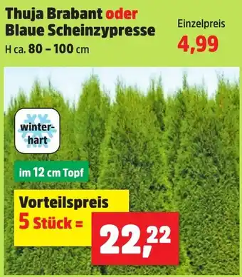 Thomas Philipps Thuja Brabant oder Blaue Scheinzypresse Angebot