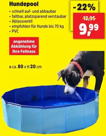 Thomas Philipps Hundepool Angebot