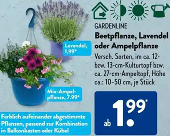 Aldi Süd GARDENLINE Beetpflanze, Lavendel Lavendel, oder Ampelpflanze Angebot