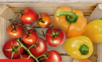 Thomas Philipps Tomaten-Gemüsepflanzen Angebot