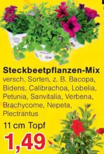 Jawoll Steckbeetpflanzen-Mix 11 cm Topf Angebot