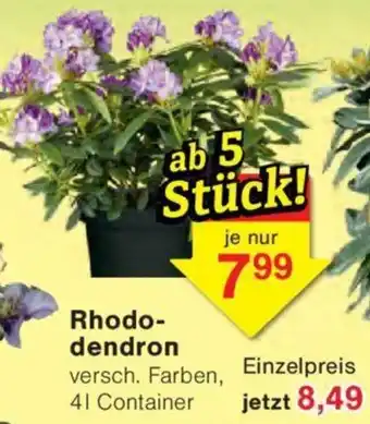 Jawoll Rhododendron Angebot