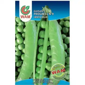 ManoMano Santiago WAM Grelos Samen - ca. 100 g Angebot