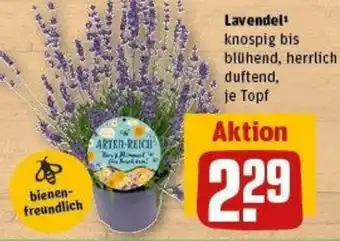 REWE Lavendel Angebot