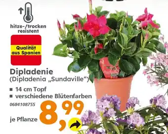 Globus Baumarkt Dipladenie (Dipladenia,,Sundaville") Angebot