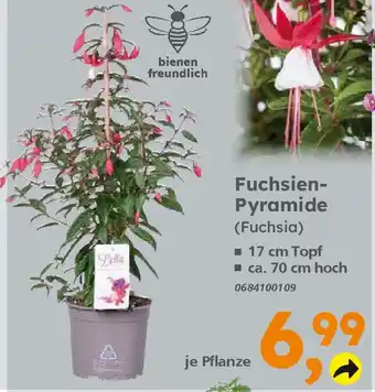 Globus Baumarkt Fuchsien- Pyramide (Fuchsia) Angebot