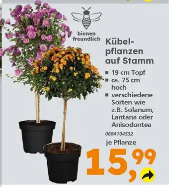 Globus Baumarkt Kübelpflanzen auf Stamm Angebot