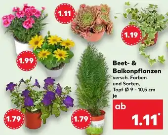 Kaufland Beet- & Balkonpflanzen Angebot