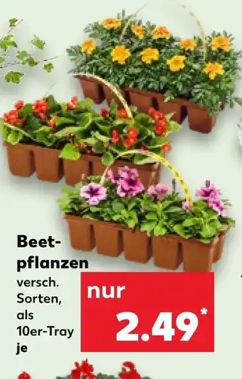 Kaufland Beet- pflanzen 10er-Tray Angebot