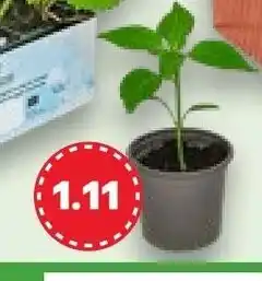 Kaufland Erdbeer- oder Gemüsepflanzens Angebot