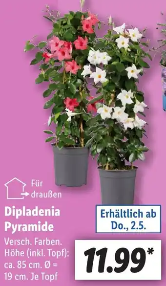 Lidl Dipladenia Pyramide Angebot