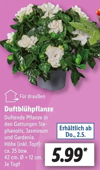 Lidl Duftblühpflanze Angebot