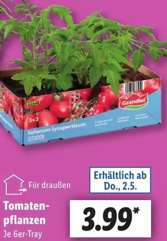 Lidl Tomatenpflanzen Angebot