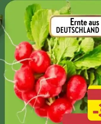 Aldi Nord Radieschen Angebot