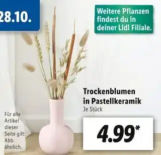 Lidl Trockenblumen in pastellkeramik Angebot