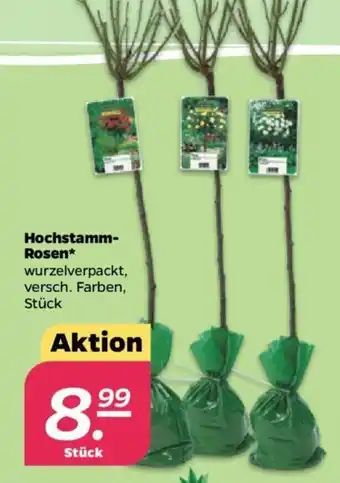 NETTO Hochstamm Rosen Angebot