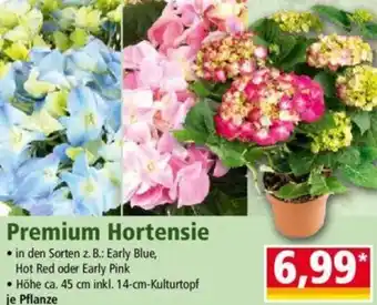 Norma Premium Hortensie Angebot