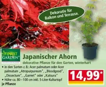 Norma FINEST GARDEN Japanischer Ahorn Angebot