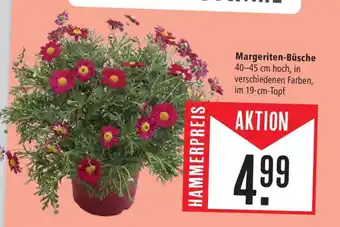 Marktkauf Margeriten-Büsche 40-45 cm hoch Angebot