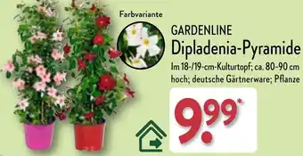 Aldi Nord GARDENLINE Dipladenia-Pyramide Angebot