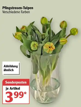 Globus Pfingstrosen Tulpen Angebot