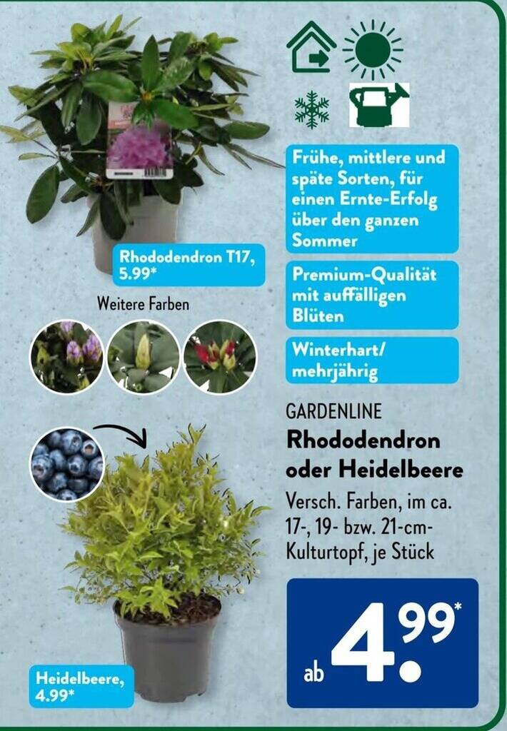 thuja brabant toom Brabant Arborvitae main image 0