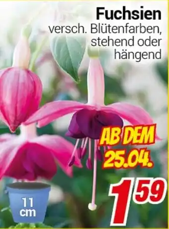 CENTERSHOP Fuchsien Angebot