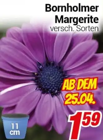 CENTERSHOP Bornholmer Margerite Angebot