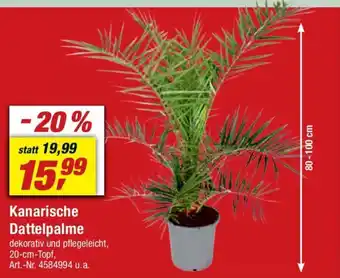 toom Baumarkt Kanarische Dattelpalme dekorativ und pflegeleicht, 20-cm-Topf, Angebot