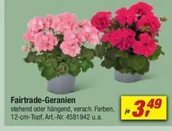 toom Baumarkt Fairtrade-Geranien Angebot