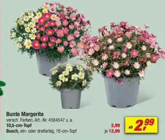 toom Baumarkt Bunte Margerite Angebot