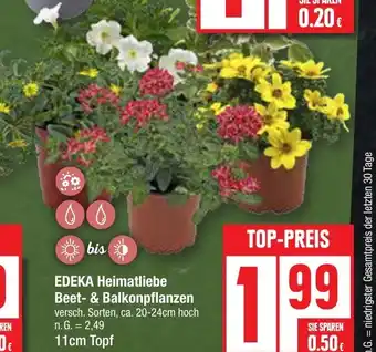 Edeka EDEKA Heimatliebe Beet- & Balkonpflanzen versch. Sorten Angebot