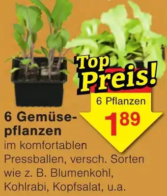 Wiglo Wunderland 6 Gemüsepflanzen Angebot