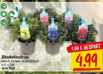 NP Discount Rhododendron Angebot